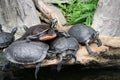 A family of turtles