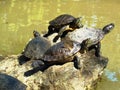 Family of turtles