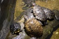 Family of turtles