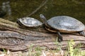 A Family of Turtles Resting on a Log Royalty Free Stock Photo