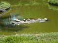 Family of turtles resting