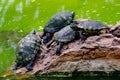 A family turtles on a rock on the lake shore