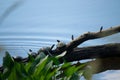 Little turtles sunning themselves on a branch Royalty Free Stock Photo