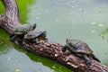 A family turtles on top of a tree on the lake