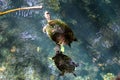 Family turtles in wild life