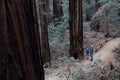 Family hiking in redwood/sequoia forest