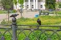 Family of two jackdaws sitting a cast-iron fence in Ukrainian city Poltava