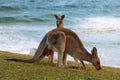 Family of two kangaroos, mother and son, eating grass on a hill, ocean behind. Young kangaroo standing up, mother eating. Seen at