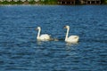 A family of two large white swans and gray chicks swim Royalty Free Stock Photo