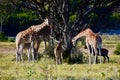 Family Unit: Giraffa Camelopardalis, Fossil Rim Wildlife Center
