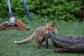 Urban fox cubs exploring the garden Royalty Free Stock Photo