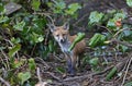 Urban fox cub in the garden Royalty Free Stock Photo