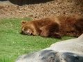 brown bear resting in a zoo