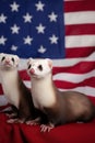 A family of US patriotic ferrets sitting on top of american flag. AI generative image. Royalty Free Stock Photo