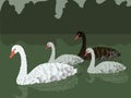 Family of vector white gray and black swans floating on a green pond with reflection and green dark bushes Royalty Free Stock Photo