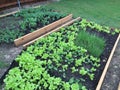 Family vegetable garden