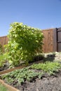 Family vegetable garden in the backyard