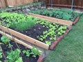 Family vegetable garden in the yard