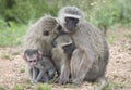 A family of Vervet Monkeys Royalty Free Stock Photo