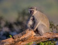 Family of Vervet Monkeys in Kruger National Park Royalty Free Stock Photo