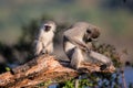 Family of Vervet Monkeys in Kruger National Park Royalty Free Stock Photo