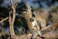 Family of Vervet Monkeys in Kruger National Park Royalty Free Stock Photo