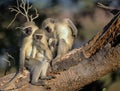 Family of Vervet Monkeys in Kruger National Park Royalty Free Stock Photo