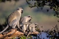 Family of Vervet Monkeys in Kruger National Park Royalty Free Stock Photo