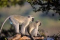 Family of Vervet Monkeys in Kruger National Park Royalty Free Stock Photo