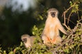 Family of Vervet Monkeys in Kruger National Park Royalty Free Stock Photo