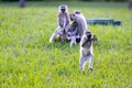 Family Of Vervet Monkeys On Tree Trunk In Kenya