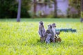 Family Of Vervet Monkeys On Tree Trunk In Kenya