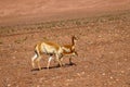 The landscape of northern Chile with a family of vicunas in the desert highlands of northern Chile, Atacama Desert, Chile