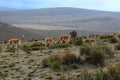 A family of vicunas or wild lamas in the sierra of ecuador