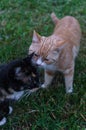 Family of village cats, multi-colored, walking in the garden.