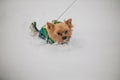 Family walking a dog on a leash in a park in the winter in the snow. care for a dog in the cold season. Royalty Free Stock Photo