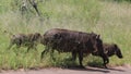 Family of Warthogs