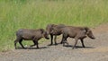 Family of Warthogs Royalty Free Stock Photo