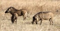 A family of warthogs also known as Pumbaa, enjoying the vegetation of the Pilanesberg National Park in South Africa