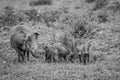 Family of Warthogs with baby piglets in the grass Royalty Free Stock Photo