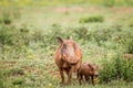 Family of Warthogs with baby piglets in the grass