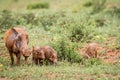 Family of Warthogs with baby piglets in the grass