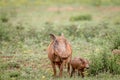 Family of Warthogs with baby piglets in the grass Royalty Free Stock Photo