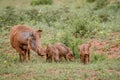 Family of Warthogs with baby piglets in the grass