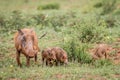 Family of Warthogs with baby piglets in the grass Royalty Free Stock Photo