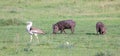 A family of warthogs in the grass of the Kenyan savannah Royalty Free Stock Photo