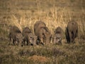 Family of warthogs grazing Royalty Free Stock Photo