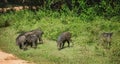 Family of warthogs Royalty Free Stock Photo