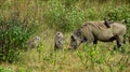 Family of warthogs and a small bird, Kenya