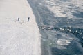 Family watch swans and ducks in the frozen Danube river from the frozen beach Royalty Free Stock Photo